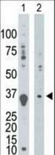 The anti-DGUOK antibody is used in Western blot to detect DGUOK in mouse thymus tissue lysate (Lane 1) and K562 cell lysate (Lane 2).