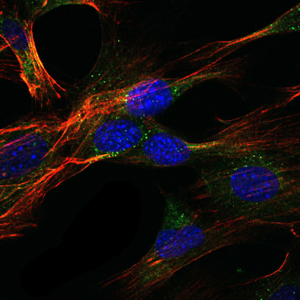 Immunofluorescence of NIH/3T3 cells using GKAP mouse monoclonal antibody (green). Blue: DRAQ5 fluorescent DNA dye. Red: Actin filaments have been labeled with Alexa Fluor-555 phalloidin.