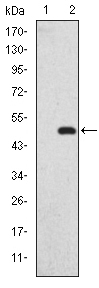 Western blot using GKAP monoclonal antibody against HEK293 (1) and GKAP(AA: 490-663)-hIgGFc transfected HEK293 (2) cell lysate.