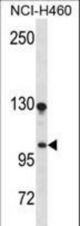 DLGAP3 Antibody western blot of NCI-H460 cell line lysates (35 ug/lane). The DLGAP3 antibody detected the DLGAP3 protein (arrow).