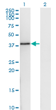 Western blot of DNAJB6 expression in transfected 293T cell line by DNAJB6 monoclonal antibody (M03), clone 1A5.