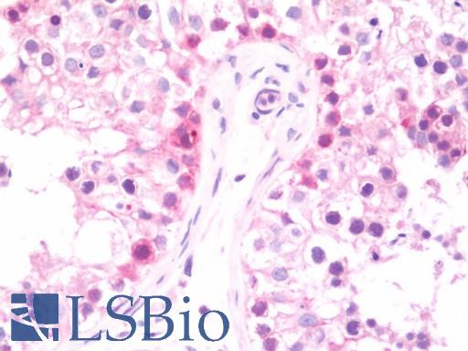 Anti-DNAJB6 / DnaJ antibody IHC staining of human testis. Immunohistochemistry of formalin-fixed, paraffin-embedded tissue after heat-induced antigen retrieval.