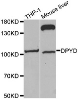 Western blot analysis of extracts of various cell lines, using DPYD antibody.