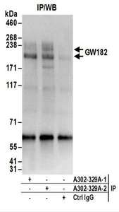 Detection of Human GW182 by Western Blot of Immunoprecipitates. Samples: Whole cell lysate (50 ug) from HeLa cells. Antibodies: Affinity purified rabbit anti-GW182 antibody used for IP at 6 ug/mg lysate. GW182 was also immunoprecipitated by a previous lot of this antibody. For blotting immunoprecipitated GW182, was used at 1 ug/ml. Detection: Chemiluminescence with an exposure time of 3 seconds.