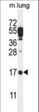 C14orf126 Antibody western blot of mouse lung tissue lysates (35 ug/lane). The C14orf126 antibody detected the C14orf126 protein (arrow).