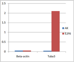ChIP analysis of Mouse ES cell nuclear lysate incubated for 16 hours at 4 C. Cross-linking (X-ChIP) using formaldehyde for 10 minutes. Positive control: Tuba3. Negative Control: Beta-Actin. Detection step: Real-time PCR.