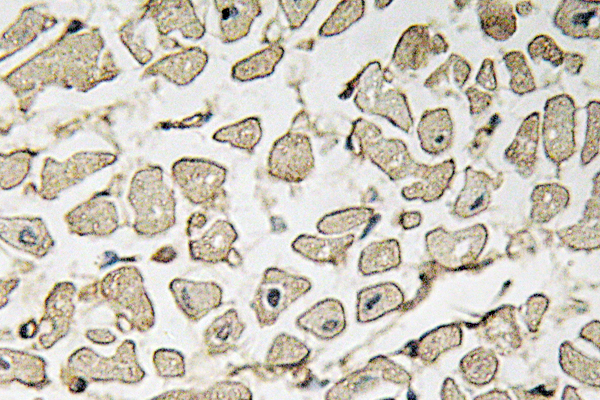 IHC of Ephrin-A1 (K98) pAb in paraffin-embedded human heart tissue.