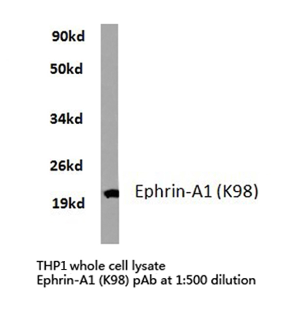 Western blot of Ephrin-A1 (K98) pAb in extracts from THP1 cells.