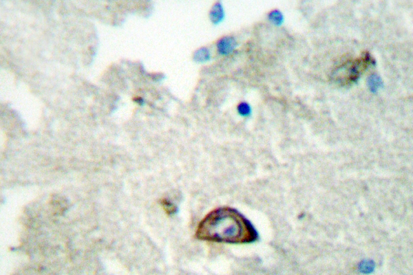 IHC of Ephrin-A3 (E196) pAb in paraffin-embedded human brain tissue.
