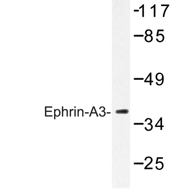 Western blot of Ephrin-A3 (E196) pAb in extracts from HepG2 cells.