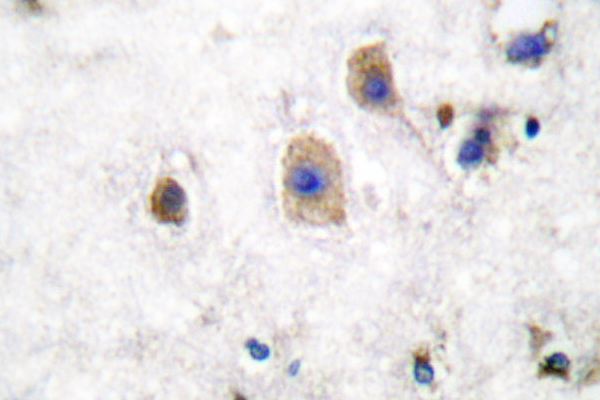 IHC of Ephrin-B3 (W251) pAb in paraffin-embedded human brain tissue.