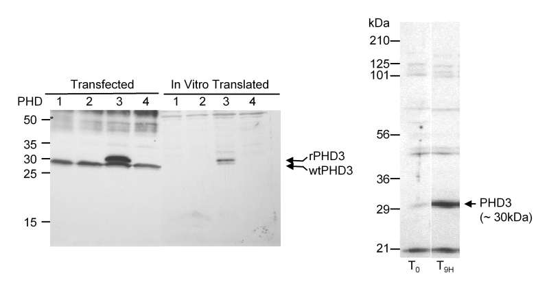 Detection of Human and Rat PHD3 by Western Blot. Samples: A. Lysate from cells that were transiently transfected with PHD1, PHD2, PHD3 or PHD4 constructs or in vitro translated PHD1, PHD2, PHD3, PHD4. B. Lysate from rat cells before or 9 hours after inducing hypoxia. Antibody: Affinity purified rabbit anti-PHD3 use at 1:1000 (A) or 1:5000 (B). Detection: Chemiluminescence.