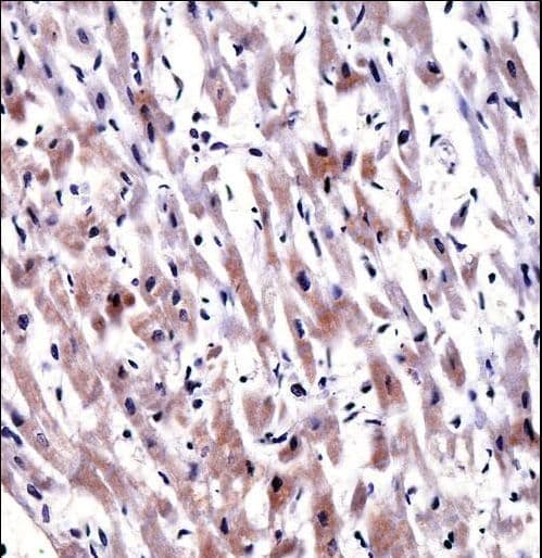 EGLN3 Antibody immunohistochemistry of formalin-fixed and paraffin-embedded human heart tissue followed by peroxidase-conjugated secondary antibody and DAB staining.