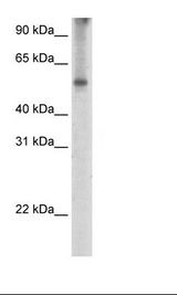 Fetal Thymus Lysate