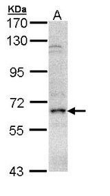 Sample (30 ug of whole cell lysate). A: Molt-4 . 7.5% SDS PAGE. EIF2 Alpha / EIF2A antibody diluted at 1:500.
