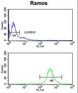 EIF2A Antibody flow cytometry of Ramos cells (bottom histogram) compared to a negative control cell (top histogram). FITC-conjugated goat-anti-rabbit secondary antibodies were used for the analysis.