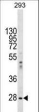 EIF2B1 Antibody western blot of 293 cell line lysates (35 ug/lane). The EIF2B1 antibody detected the EIF2B1 protein (arrow).