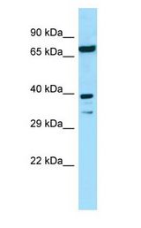 EIF2B2 / EIF2B antibody Western Blot of 293T.