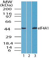 Western blot of eIF4A1 in K562 cell lysate in the 1) absence and2) presence of immunizing peptide, and 3) RAW cell lysate in the absence of immunizing peptide using LS-C148474 at0.25 ug/ml.