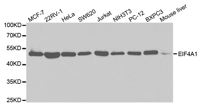 Western blot analysis of extracts of various cell lines, using EIF4A1 antibody.