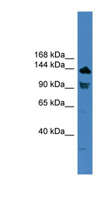 TLR8 antibody LS-C116988 Western blot of 293T cell lysate.