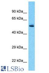 EIF5 / EIF-5A antibody Western Blot of 293T. Antibody dilution: 1 ug/ml.