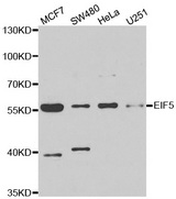 Western blot analysis of extracts of various cell lines, using EIF5 antibody.