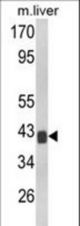 Western blot of TOB1 Antibody in mouse liver tissue lysates (35 ug/lane). TOB1 (arrow) was detected using the purified antibody.