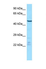 ENDOU / p11 antibody LS-C146458 Western blot of Mouse Thymus lysate. Antibody concentration 1 ug/ml.