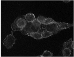 Immunofluorescence analysis of L-02 cells using Mouse Anti-P11 Monoclonal Antibody showing cytoplasmic and membrane localization.