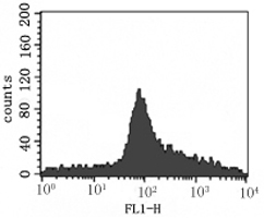 Flow cytometry of L-02 cells using Mouse Anti-P11 Monoclonal Antibody.