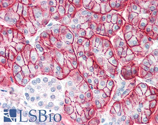 Anti-ENPP1 antibody IHC of human pancreas. Immunohistochemistry of formalin-fixed, paraffin-embedded tissue after heat-induced antigen retrieval. Antibody LS-B2335 concentration 5 ug/ml.