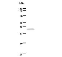 Western blot analysis of immunized recombinant protein, using anti-ERCC6 monoclonal antibody.