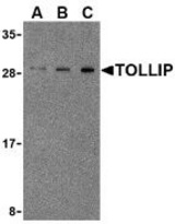 Western blot of TOLLIP in rat brain cell lysate with TOLLIP antibody at (A) 0.5, (B) 1 and (C) 2 g/ml.
