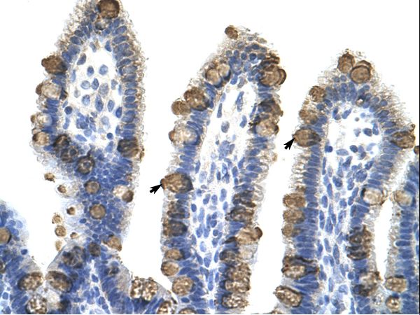 EXOSC3 antibody LS-C30370 was used in IHC to stain formalin-fixed, paraffin-embedded human intestine.