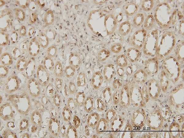 Immunoperoxidase of monoclonal antibody to EXOSC3 on formalin-fixed paraffin-embedded human kidney. [antibody concentration 3 ug/ml]