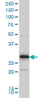 EXOSC3 monoclonal antibody (M03), clone 5C3 Western blot of EXOSC3 expression in HeLa NE.
