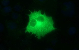 Anti-TOLLIP mouse monoclonal antibody immunofluorescent staining of COS7 cells transiently transfected by pCMV6-ENTRY TOLLIP.