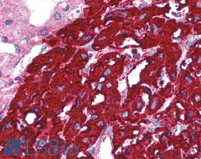Anti-TOLLIP antibody IHC of human adrenal. Immunohistochemistry of formalin-fixed, paraffin-embedded tissue after heat-induced antigen retrieval. Antibody LS-B1426 concentration 5 ug/ml.