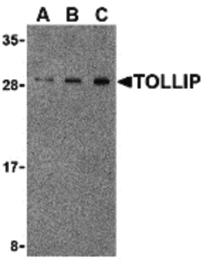 Western blot of TOLLIP in rat brain cell lysate with TOLLIP antibody at (A) 0.5, (B) 1 and (C) 2ug/ml.