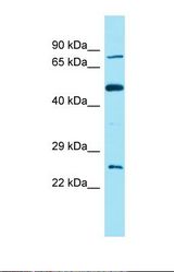 Western blot of 293T. FAM111B antibody dilution 1.0 ug/ml.