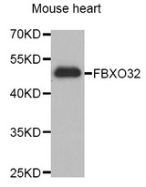 Western blot analysis of extracts of Mouse heart cell lines, using FBXO32 antibody.