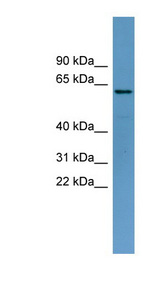 TOM1 antibody LS-C111366 Western blot of U937 cell lysate.
