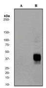 Western blot analysis on Daudi cell lysates using anti-Phospho-Fc gamma RIIb (py292) antibody, 1:100000 dilution. Cells were either (A) untreated (B) treated with pervanadate.
