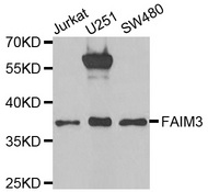 Western blot analysis of extracts of various cell lines, using FAIM3 antibody.