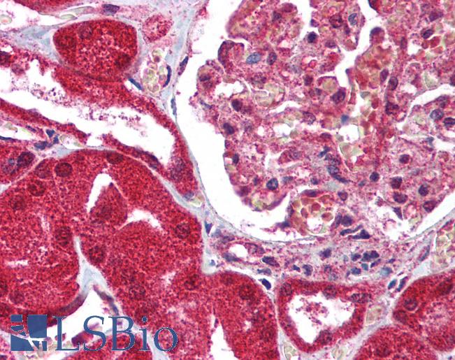 Anti-FAIM3 antibody IHC of human kidney. Immunohistochemistry of formalin-fixed, paraffin-embedded tissue after heat-induced antigen retrieval. Antibody LS-B1353 concentration 5 ug/ml.