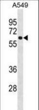 FCRL1 Antibody western blot of A549 cell line lysates (35 ug/lane). The FCRL1 Antibody detected the FCRL1 protein (arrow).