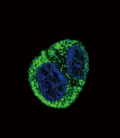 Confocal immunofluorescent of FGA Antibody with HepG2 cell followed by Alexa Fluor 488-conjugated goat anti-rabbit lgG (green). DAPI was used to stain the cell nuclear (blue).