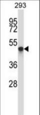 TOM1L1 Antibody western blot of 293 cell line lysates (35 ug/lane). The TOM1L1 antibody detected the TOM1L1 protein (arrow).