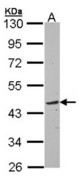 Sample (30 ug of whole cell lysate). A: Raji. 10% SDS PAGE. TOM1L1 antibody diluted at 1:3000.